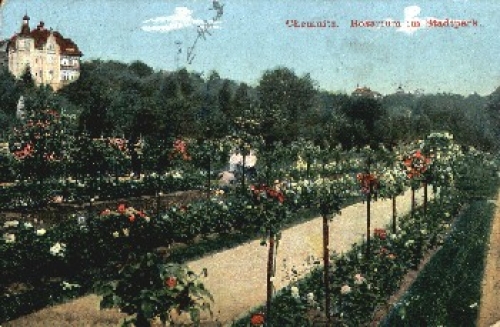 Chemnitz Rosarium in the city park o 15.5.1910