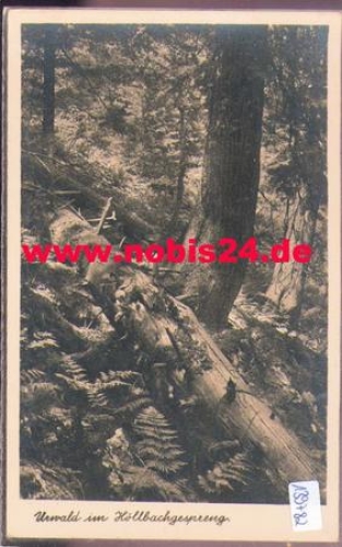 94227 Falkenstein Urwald im Hollbachgespreng *ca. 1950