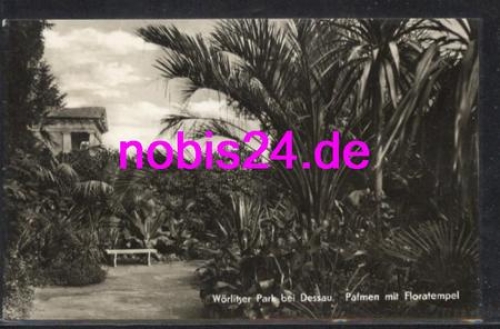 06786 Woerlitzr Park Floratempel Palme 0 25.7.1966