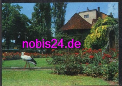 Radolfzell Stadtgarten Storch animals o April 21, 1972