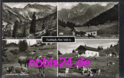 82249 Fischbach Alm Cows o 4.9.1966