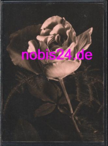 Rose photo *ca.1950