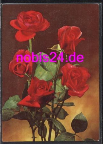 Rosen Strauß o 11.7.1972