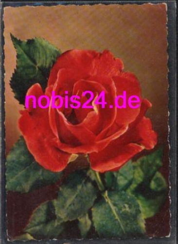 Rose Birthday Card o 11/8/1960