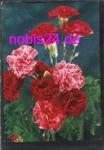 Colorful bouquet of carnations *ca.1980