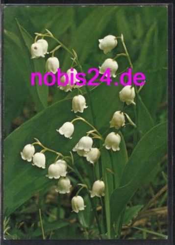 Lily of the valley flowers o 6.5.1986