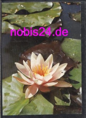 Water lily *ca.1980