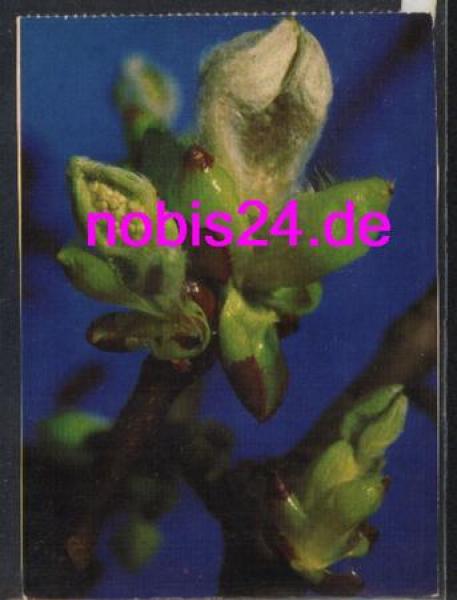 Kastanienblüten *ca.1975