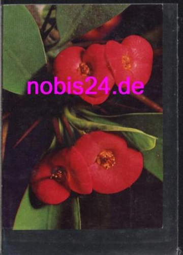 Orchids *ca.1980