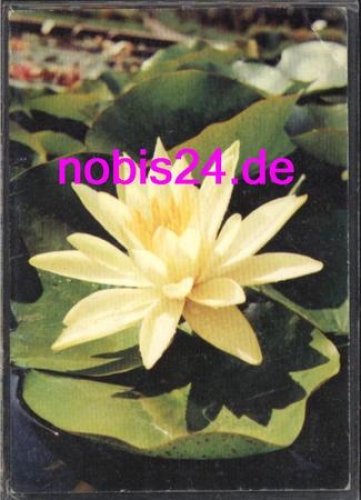 Seerose  *ca.1980