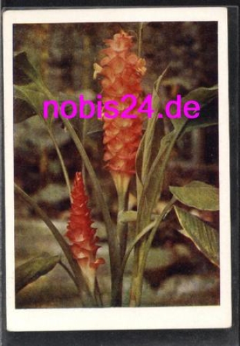 Saffron root *ca.1957