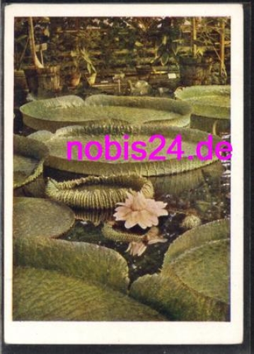 Tropical water lily *ca.1957