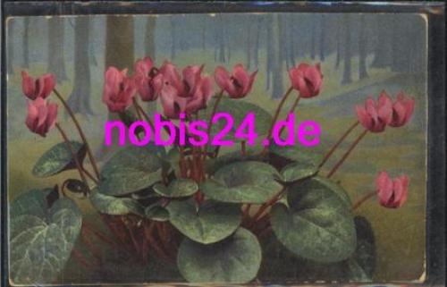 Alpenveilchen  *ca.1935
