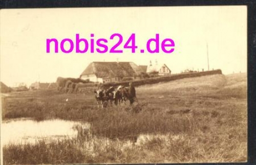 25980 Sylt  Weide mit Kühen *ca.1930