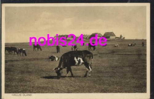 25869 Hallig Oland cows *ca.1920