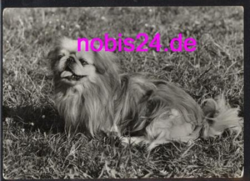 Peking Palace Dog * around 1977