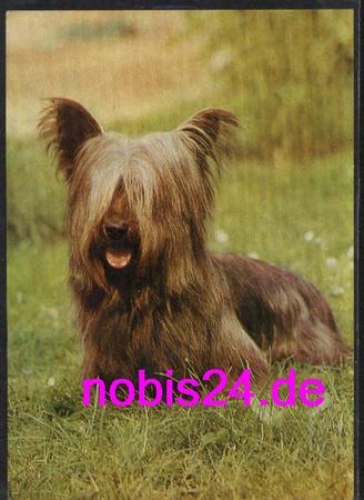 Skye Terrier dog * around 1980