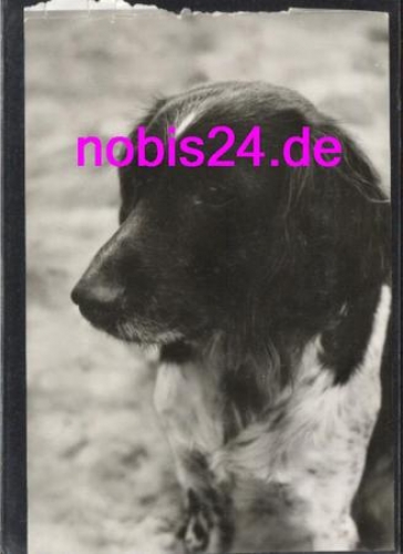 kleiner Hund  *ca.1979