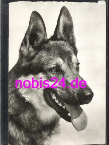 German shepherd * around 1981
