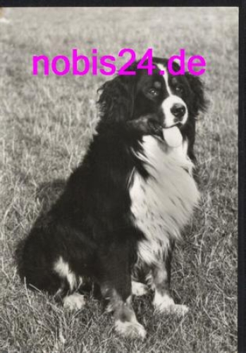 Bernese Mountain Dog * around 1979