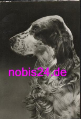 English setter dog * around 1980
