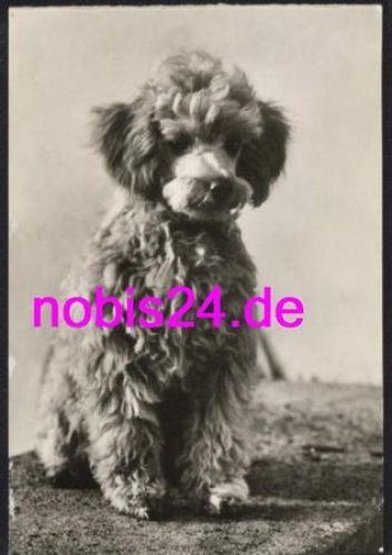 Poodle puppy apricot dog * around 1980
