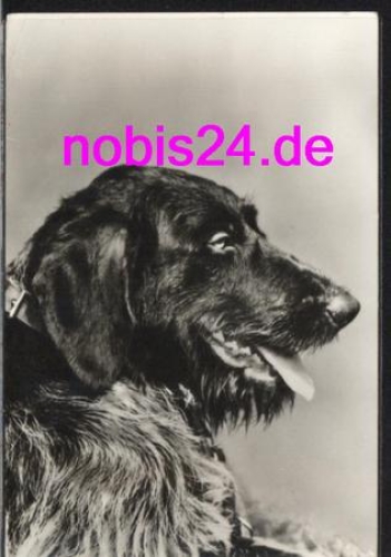 beautiful dog * around 1978