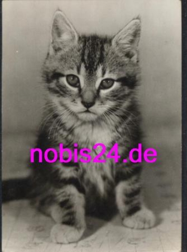little cat * around 1972