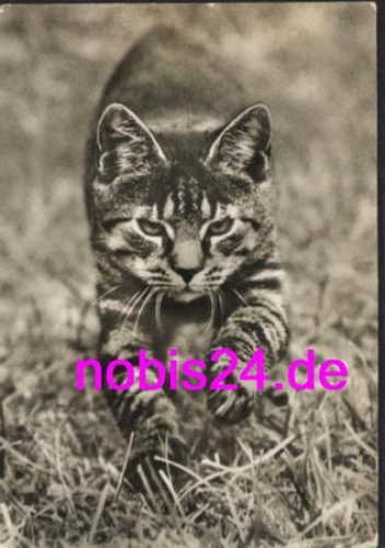 little cat in the grass * around 1974