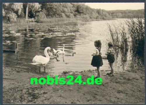 16775 Neuglobsow Swan family at Dagow Lake *ca. 1966