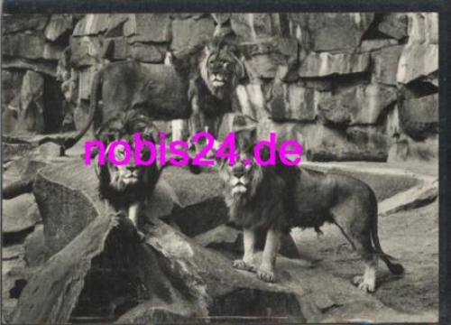 Berlin Zoo Lions * around 1968