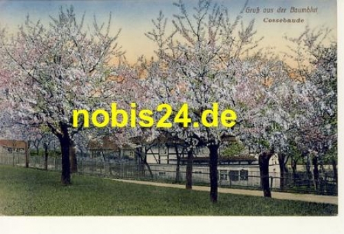 Cossebaude Dresden Baumblüte o 22.4.1912