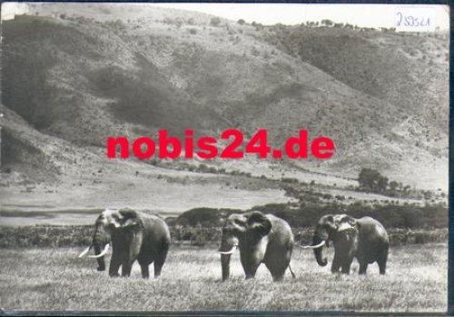 African elephants o 25.1.1987