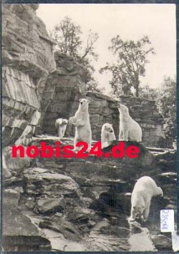 Polar bears outdoor enclosure Zoological Garden Berlin gebr. circa 1960