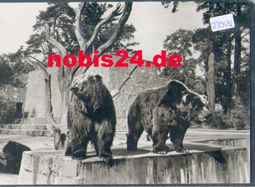 Rostock Zoological Garden Kodiak Bears *ca. 1970