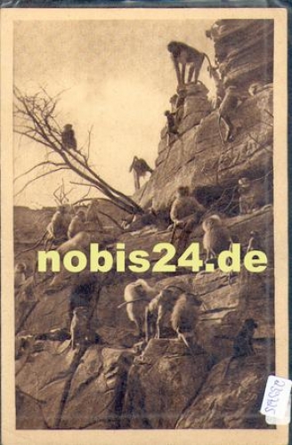 Monkeys baboons in Hagenbecks Tierpark Zoo Hamburg o July 31, 1962