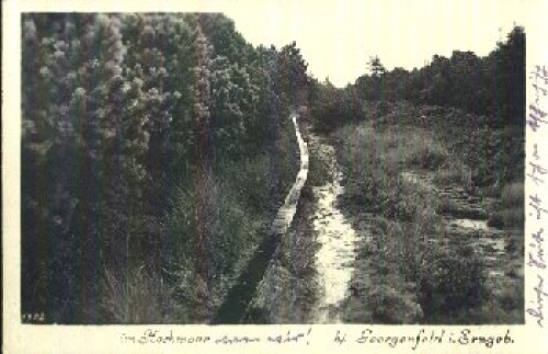 01773 Georgenfeld Hochmoor o 8.9.1953
