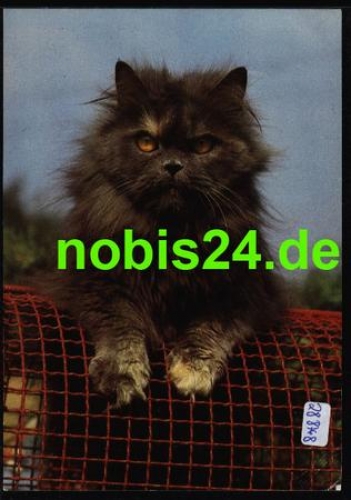 Katzen *ca. 1980