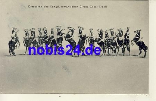 Circus Sidoli horse dressage Romania * around 1915