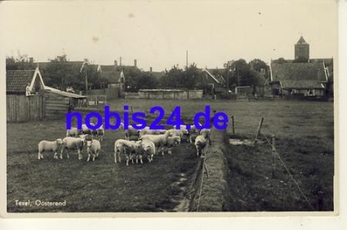 Oosterend Texel sheep *ca.1942