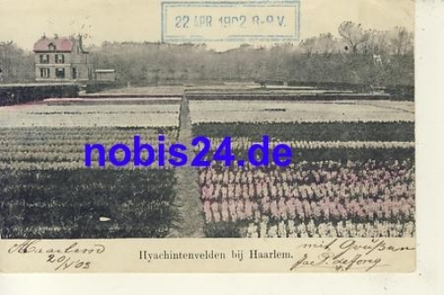 Haarlem Hyachinten NIEDERLANDE o 1902