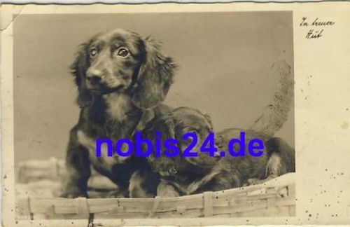 Dachshund real photo o 1941