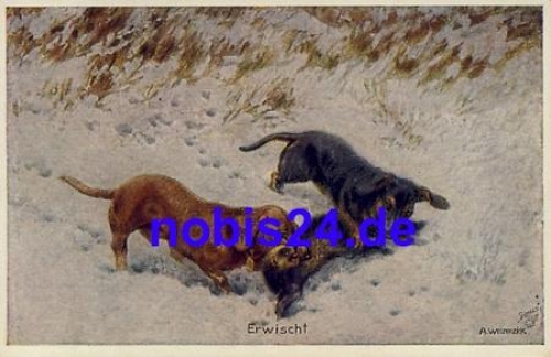 Dackel Marder Primuskarte Künstlerkarte Weczerzick *ca.1915