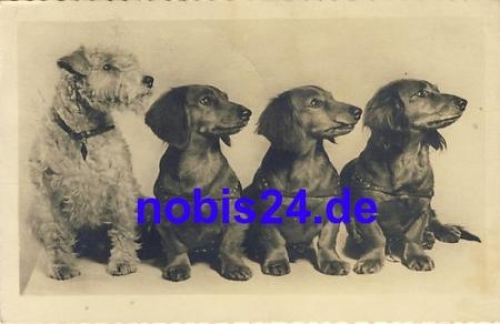 Dachshund Group and Fox o 1943