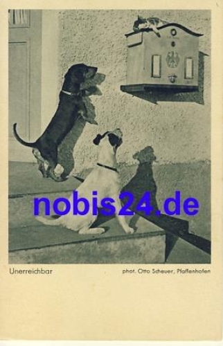 Dachshund cat mailbox * around 1915