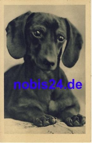 Dachshund o 1930