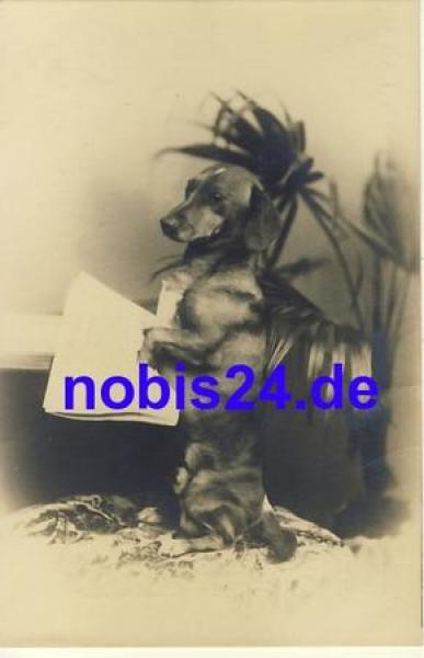 Dachshund with newspaper * around 1920