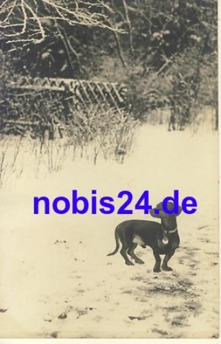 Dachshund in the snow artist card * around 1930