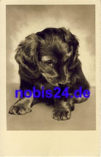 Dachshund * around 1940