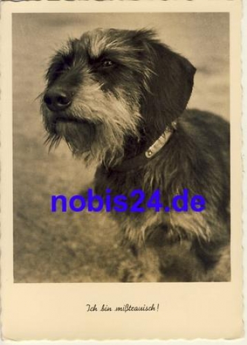 Dachshund * around 1950